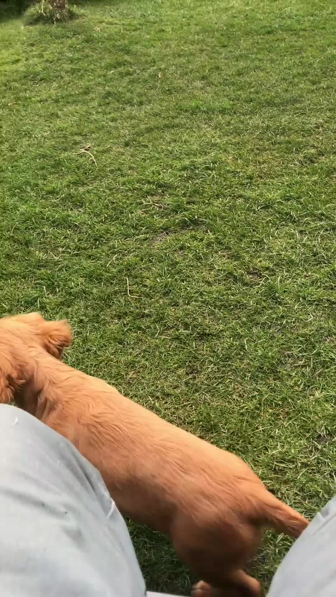 Cocker Spaniel dogs for sale: KC REG Beautiful Golden Cocker Spaniel Puppy  - Video 2