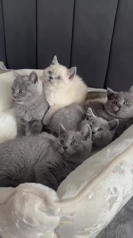 British Shorthair cats for sale: British shorthair kittens - Video 1
