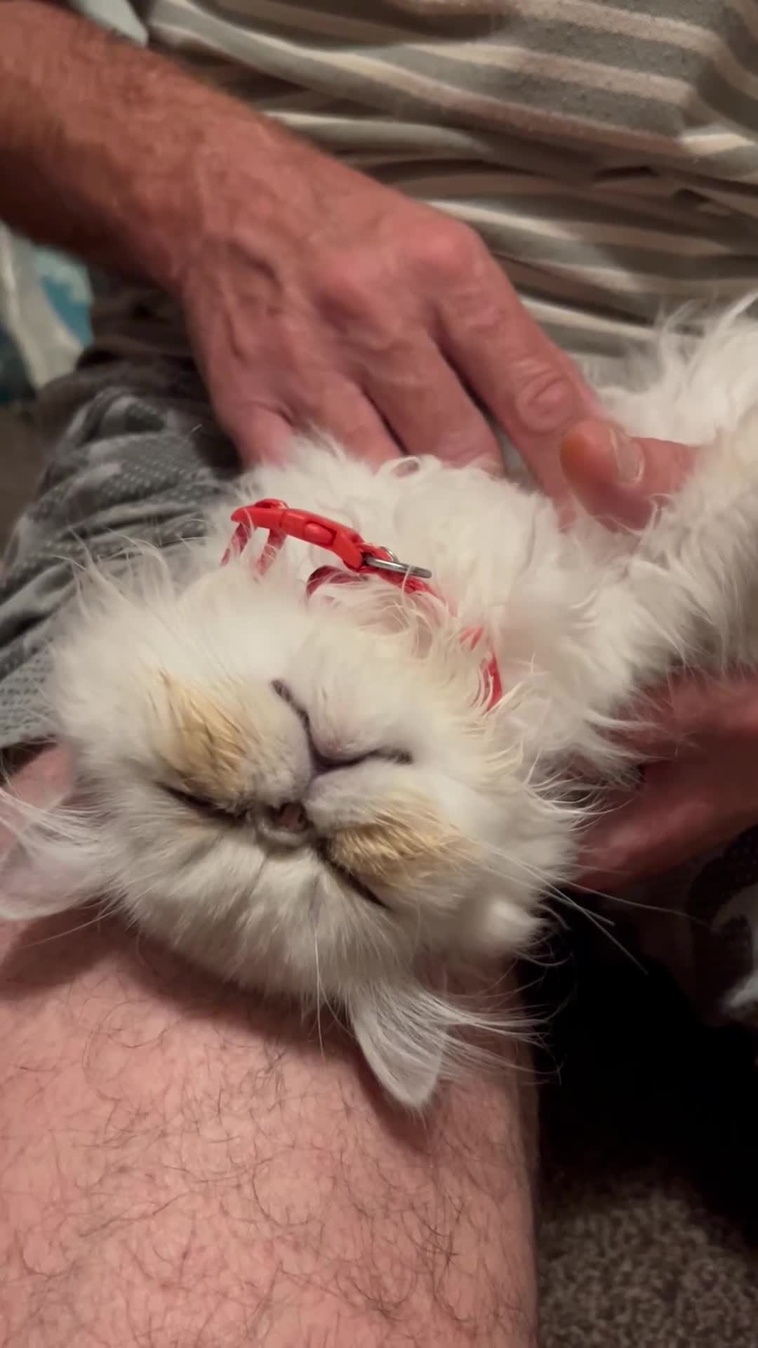 Persian cats for sale: Persian cats  - Video 2