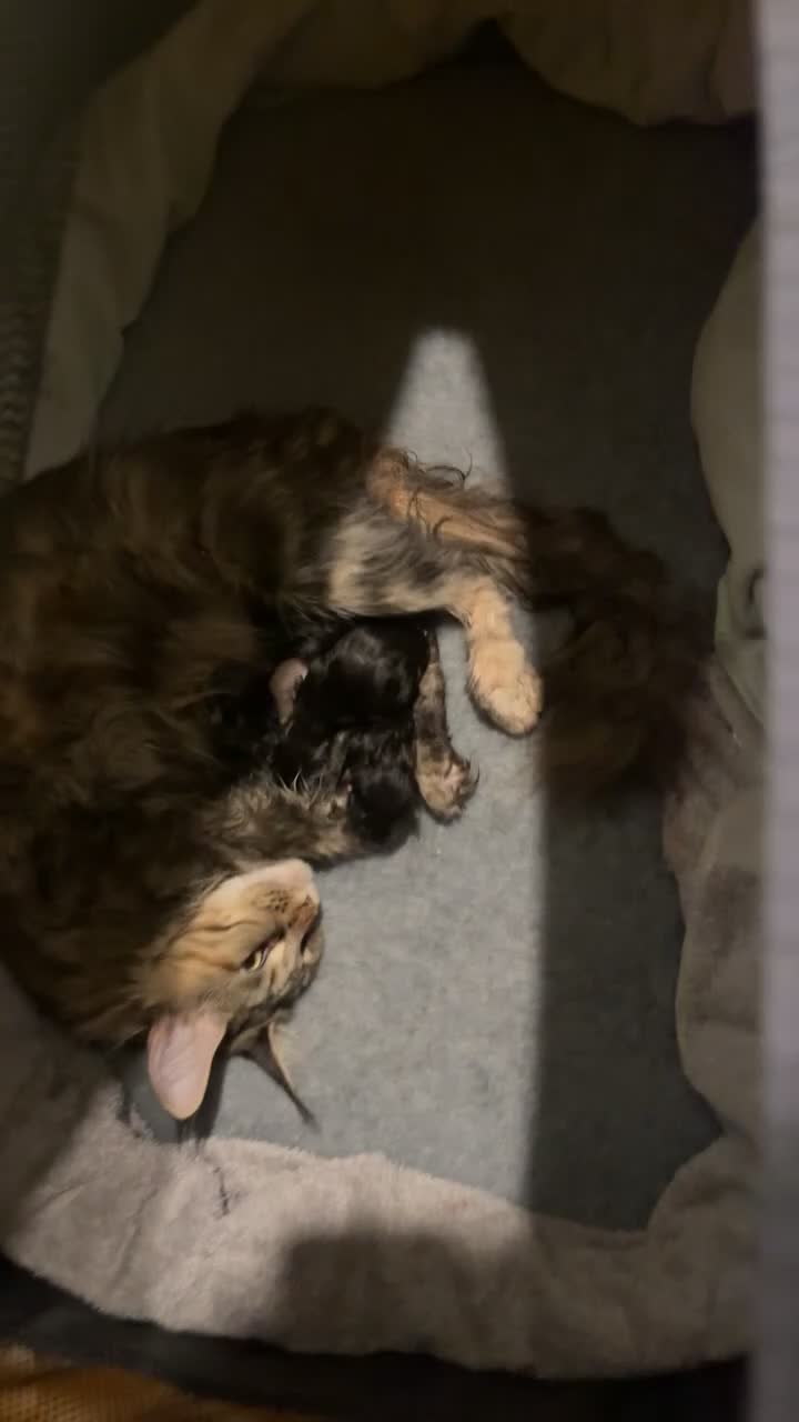 Maine Coon cats for sale: Now 2 TICA Registered Mainecoon kittens  - Video 2
