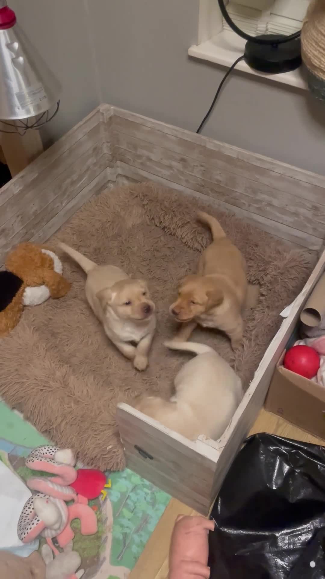 Labrador Retriever dogs for sale: Ready 3 chunky Labrador Puppies for sale KC reg - Video 1