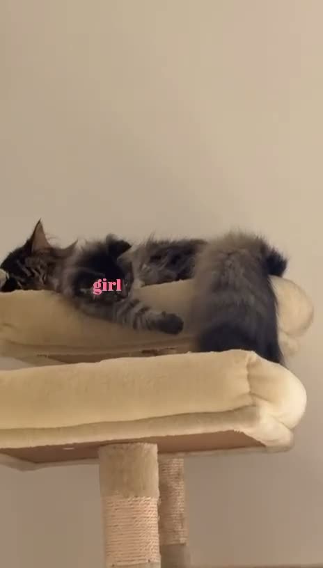 Mixed Breed cats for sale: Pure persian&tabby in Nuneaton - Video 1