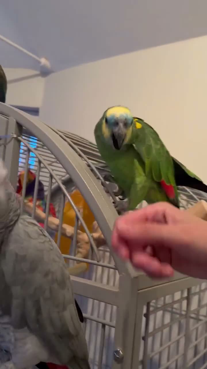 Parrots birds for sale: Blue fronted Amazon. 4 years, semi tame!!! - Video 1