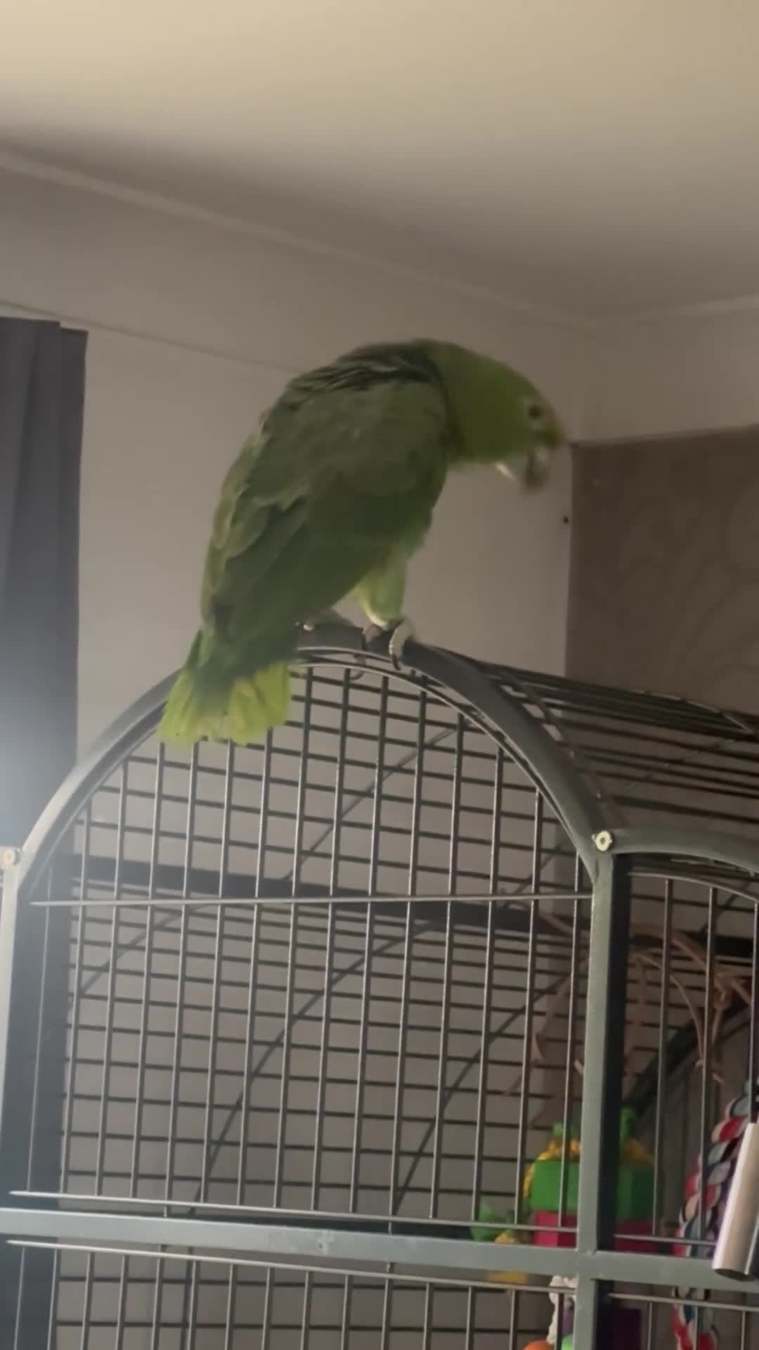 Parrots birds for sale: Extremely rare mealy x yellow crowned Amazon  - Video 3