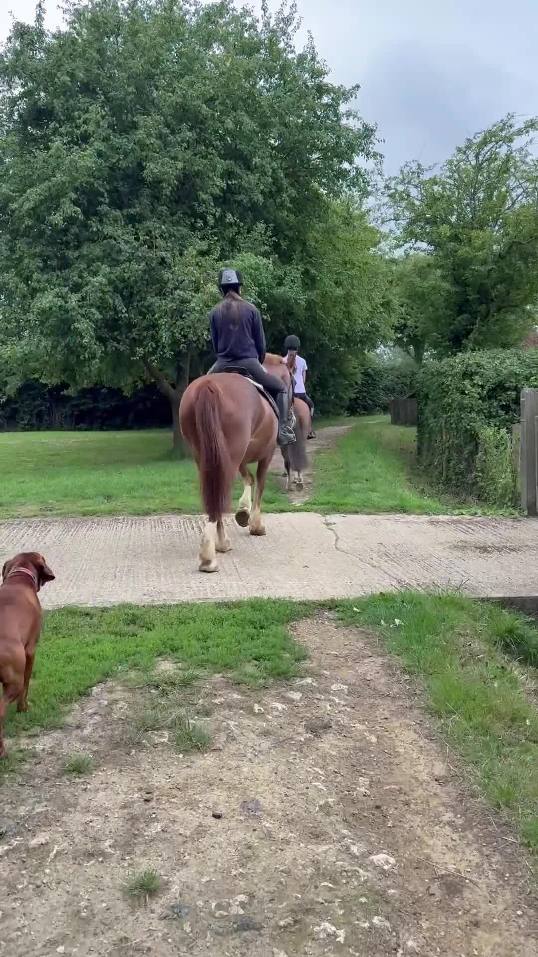Hungarian Vizsla dogs for stud: KC registered, World Champion blood line stud.  - Video 1