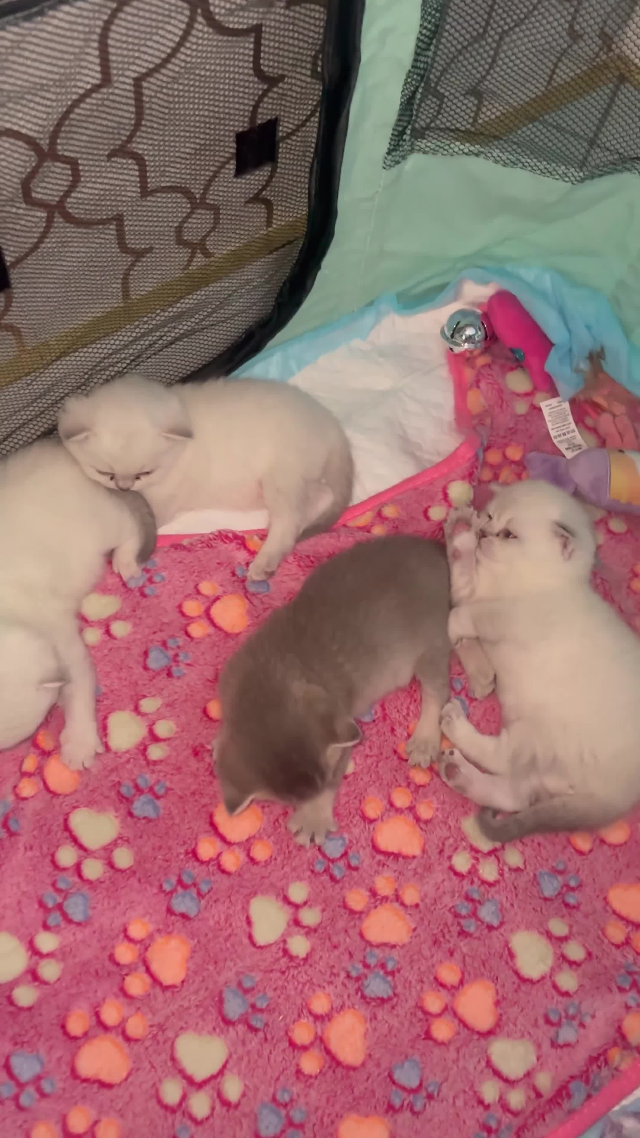 British Shorthair cats for sale: Cuteness Overload Alert! British Shorthair Kittens in Kettering - Video 1