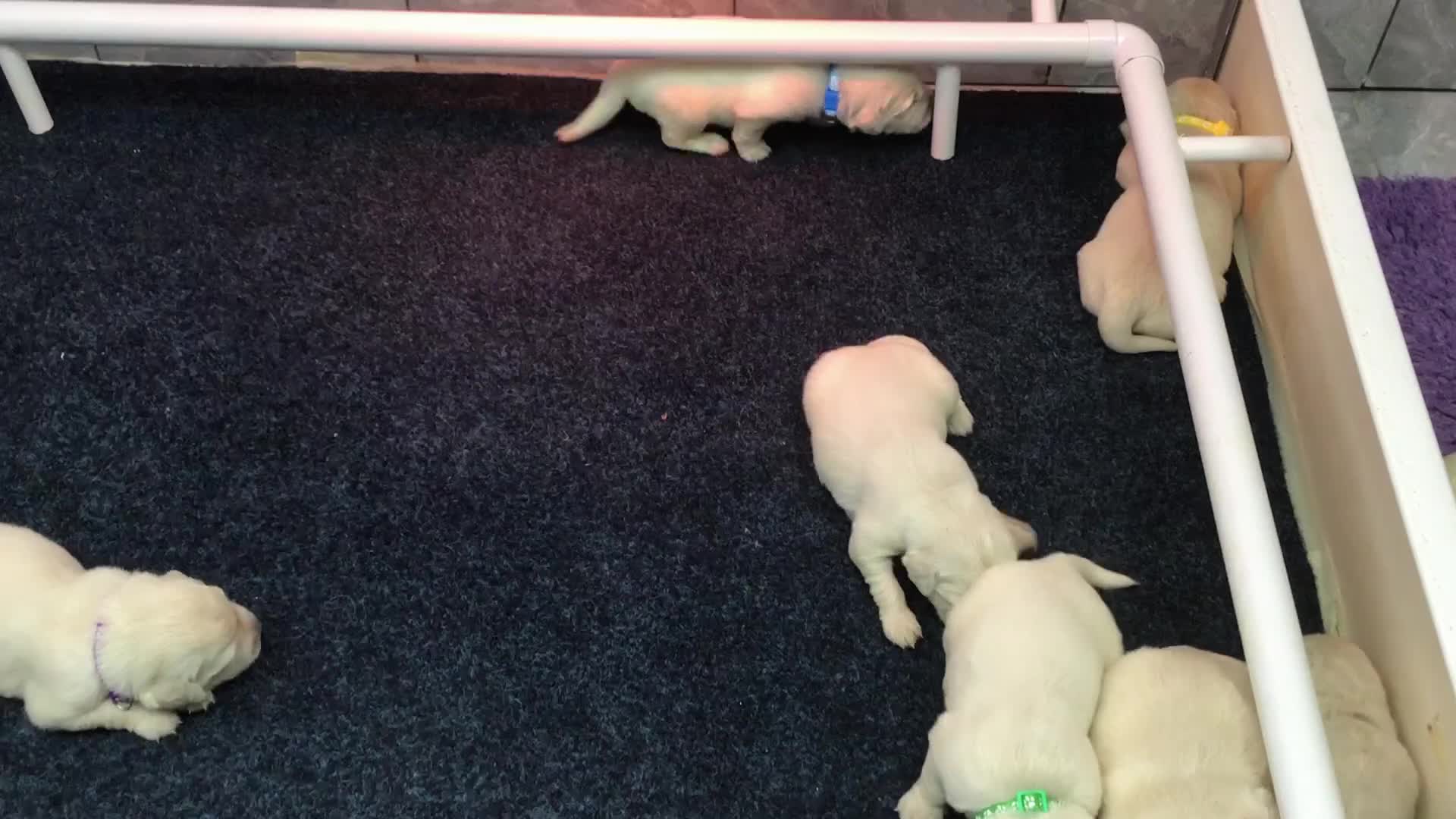 Golden Retriever dogs for sale: Kc Registered Golden Retriever puppies - Video 1