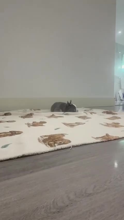 French Bulldog dogs for sale: fully vac Husky Panda Koi Frenchie=last 2ready now - Video 1