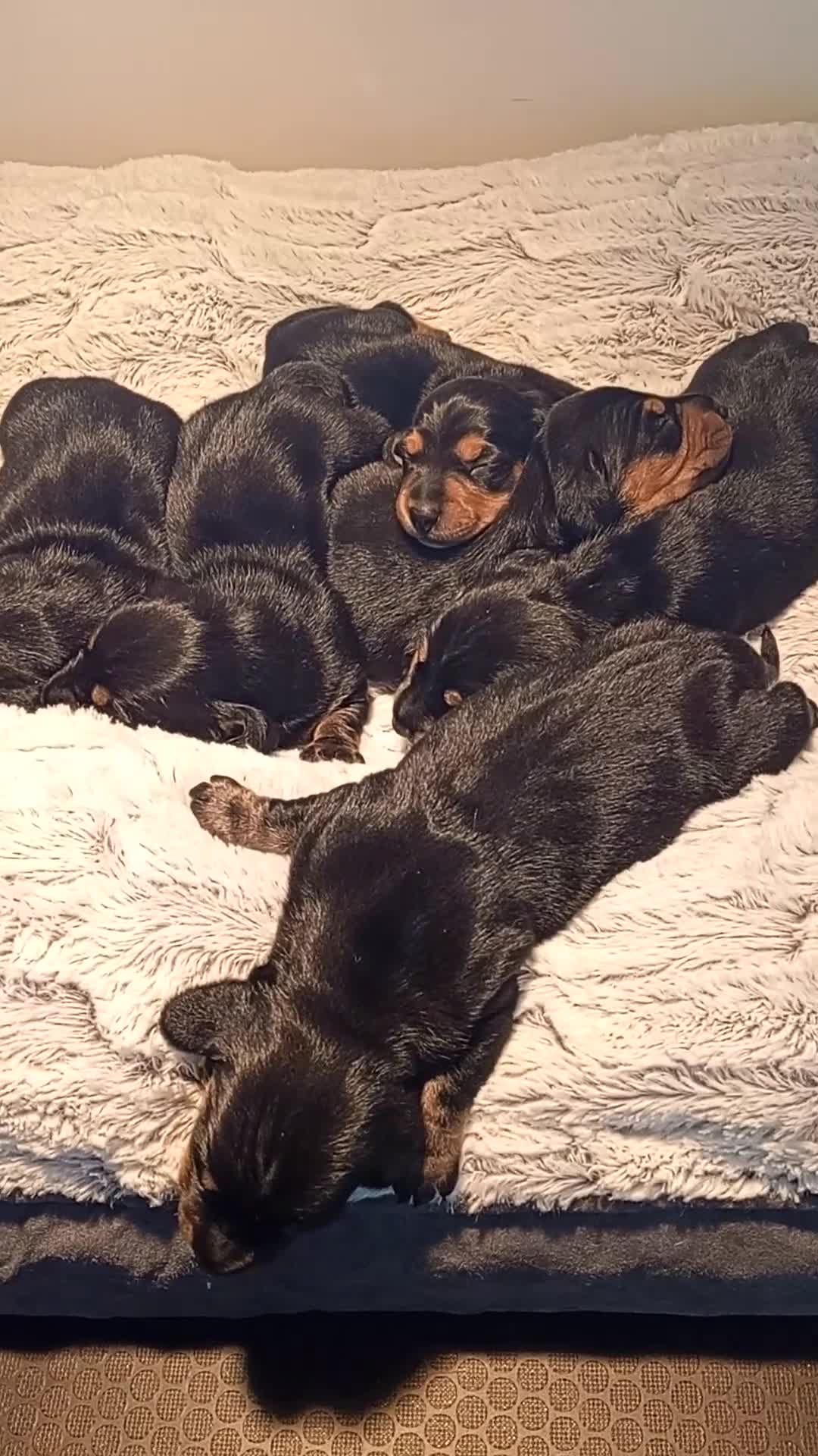 Dachshund dogs for sale: Dachshund puppies  in Corwen - Video 1