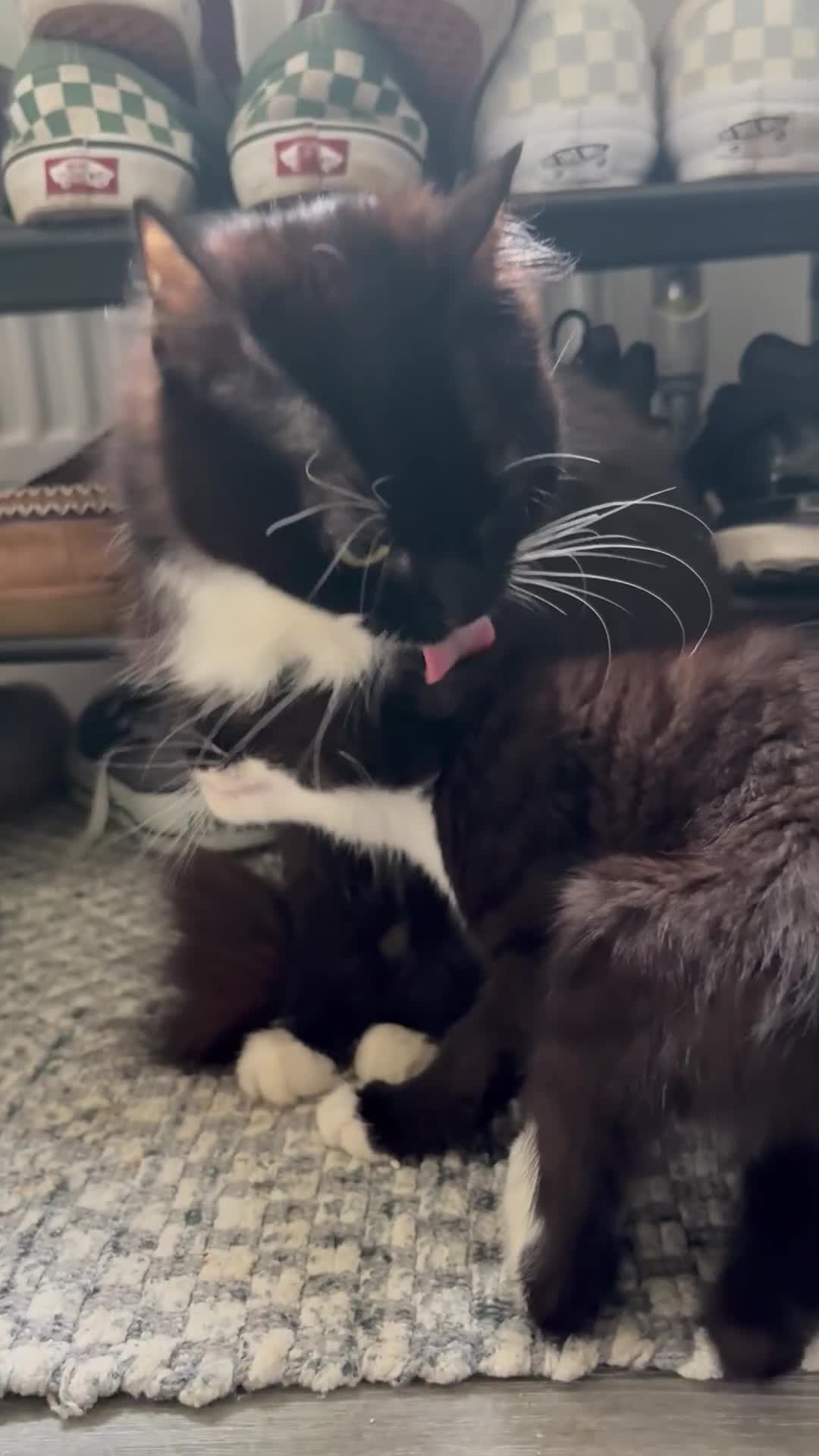 Norwegian Forest Cat cats for sale: Norwegian Forest Kittens - Video 2