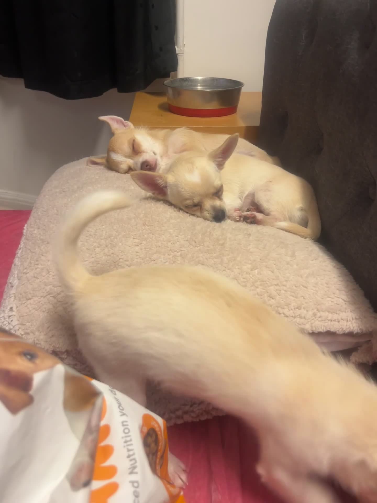 Chihuahua dogs for sale: 3 small chihuahua puppies  - Video 2