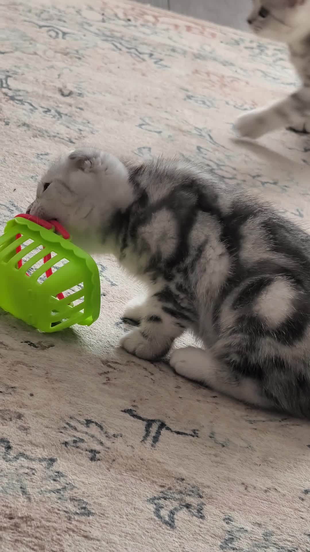 Scottish Fold cats for sale: Last Scottish Straight Silver Tabby Boy Available - Video 2