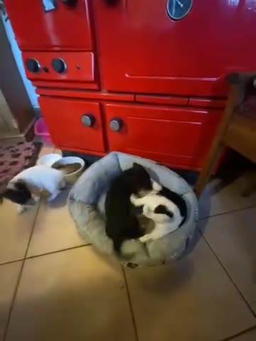 Jack Russell dogs for sale: Adorable Small Smooth Jack Russell Puppies - Video 1