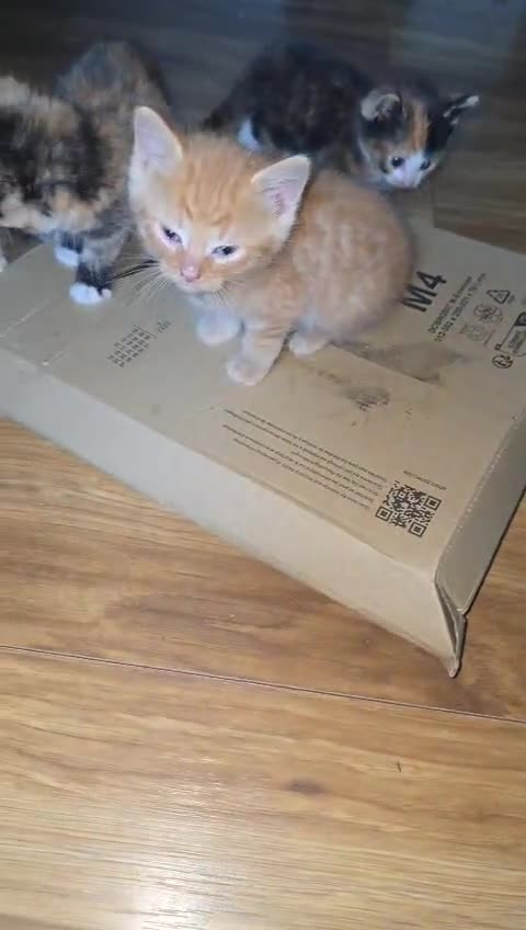 Mixed Breed cats for sale: Ginger kittens 4 left - Video 1