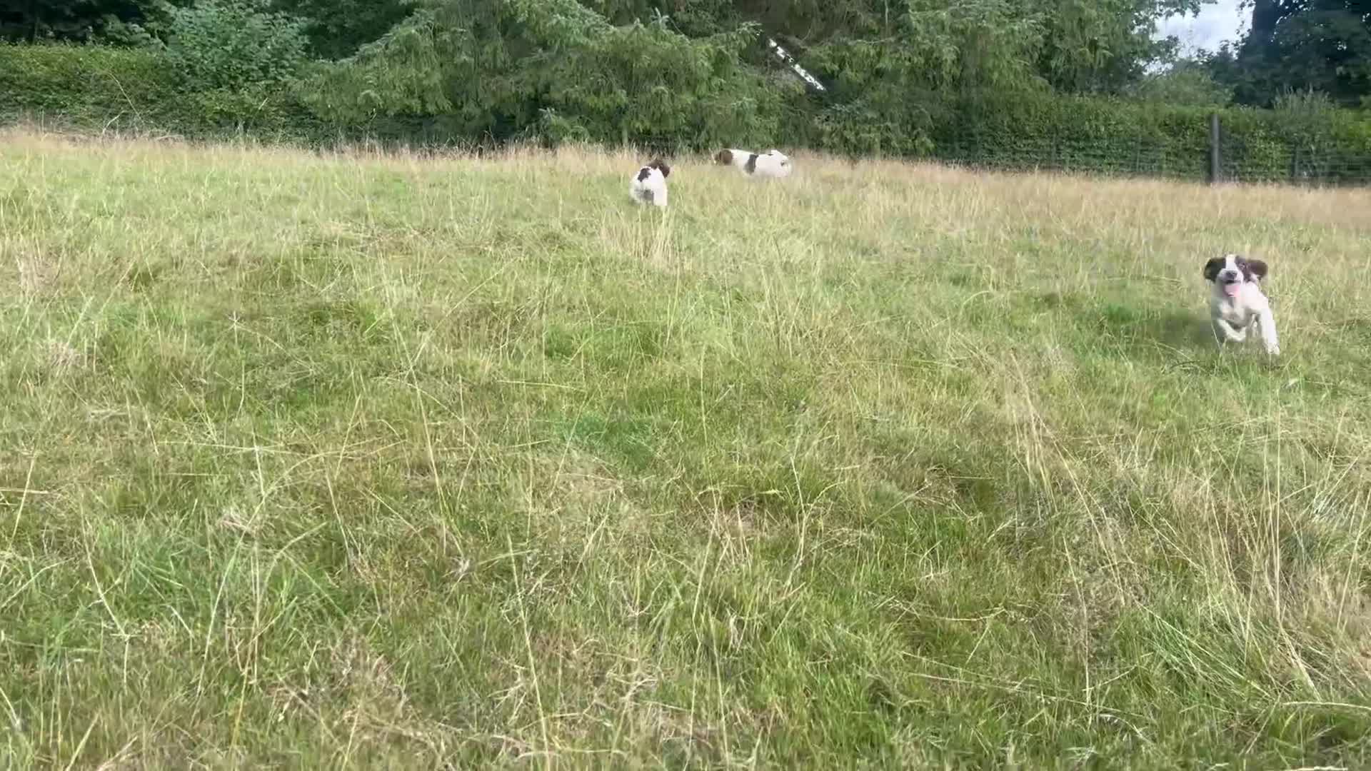 English Springer Spaniel dogs for sale: Springer Spaniel pups for sale  - Video 1