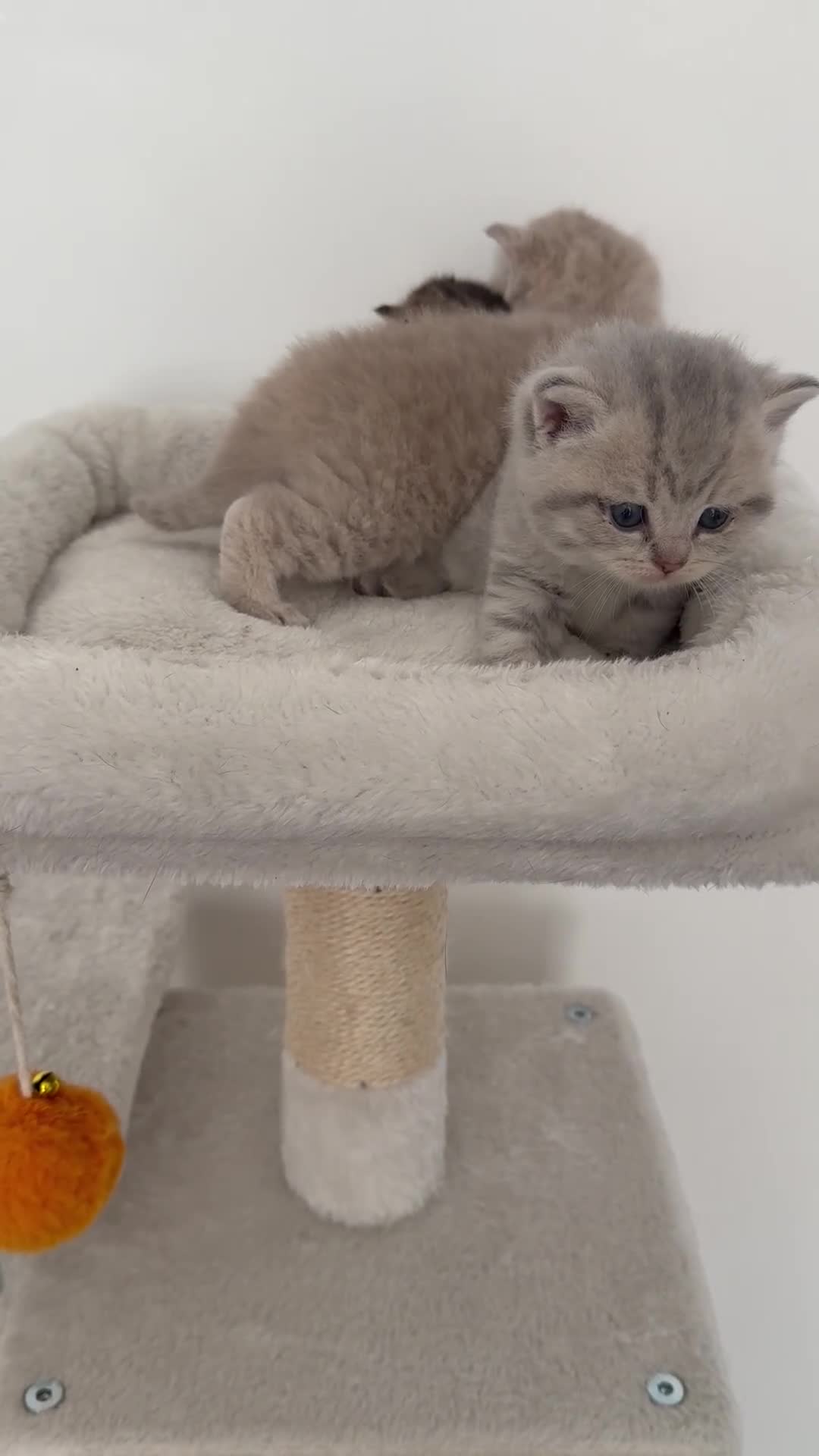 British Shorthair cats for sale: british shorthair kittens  - Video 3