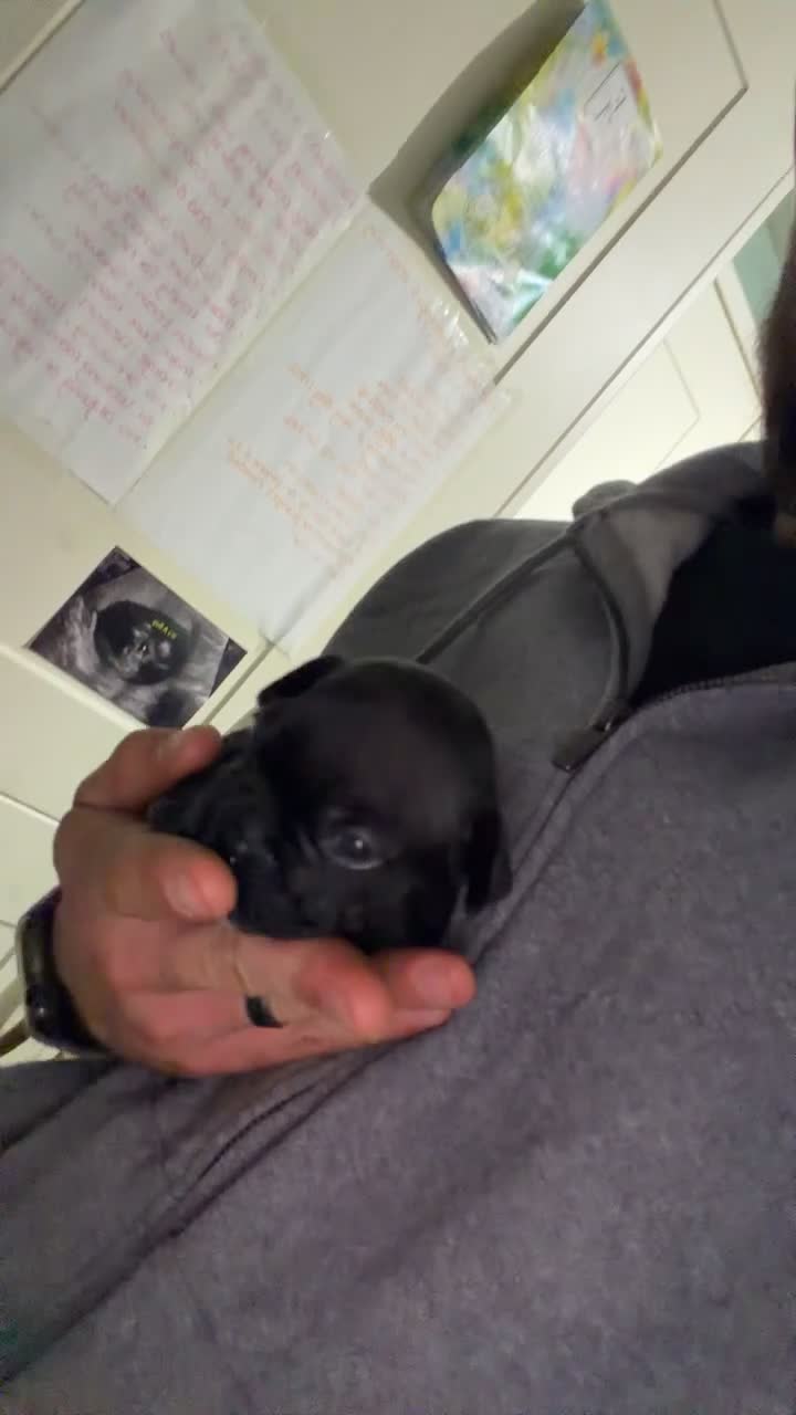 French Bulldog dogs for sale: French bulldog puppies for forever home!! - Video 2