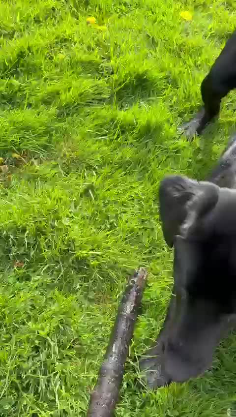 Labrador Retriever dogs for sale: EMERGENCY SALE - Video 1