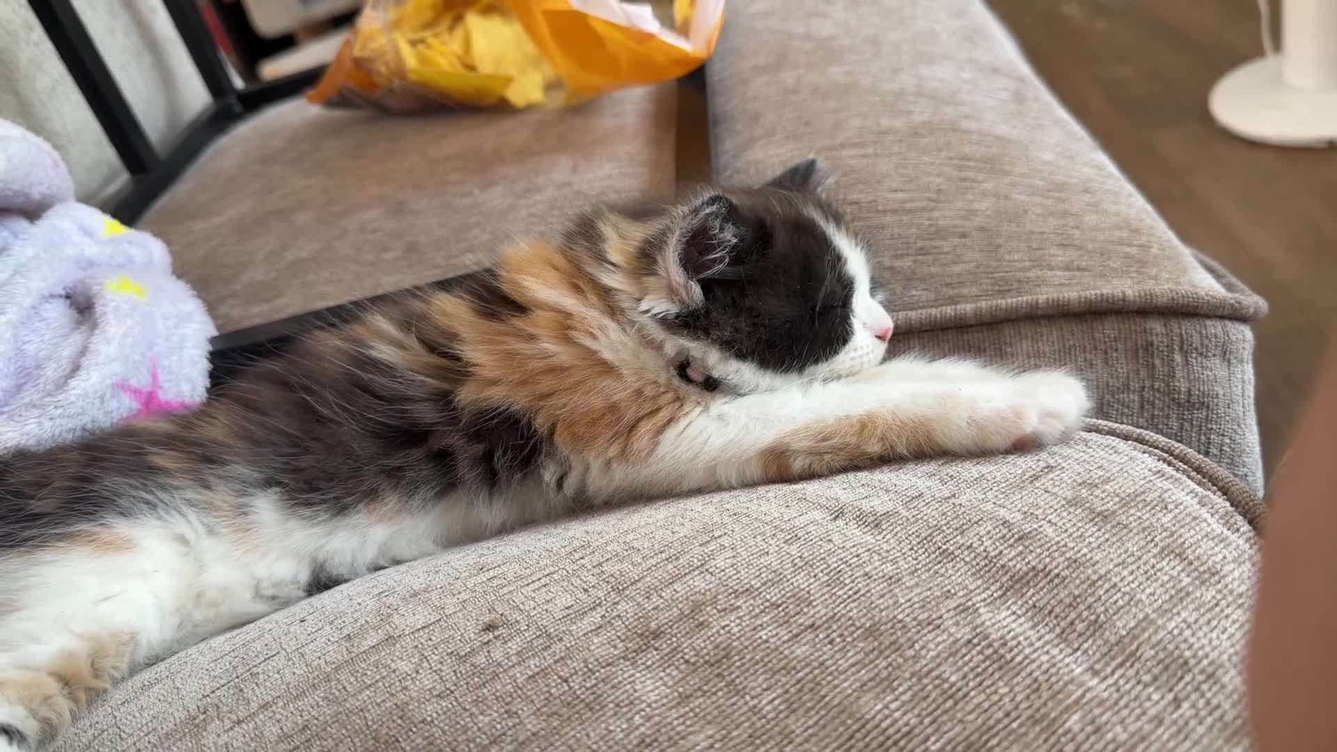 Mixed Breed cats for sale: Kittens looking for homes 🐱 - Video 2