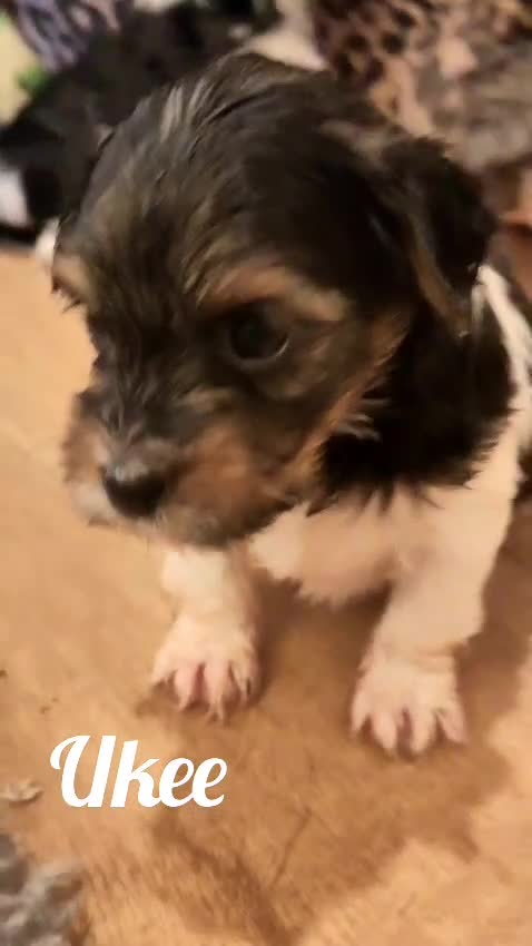 Biewer Terrier dogs for sale: ✨ Stunning Biewer & Merle Yorkies – Ready 09 Apr ✨ - Video 1