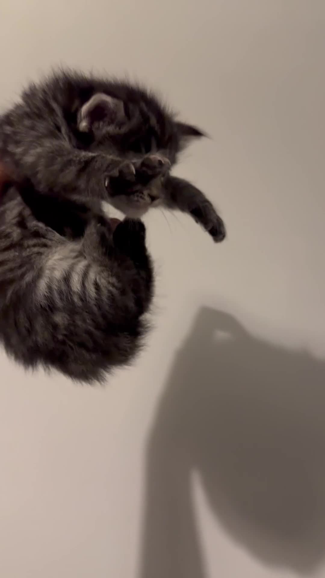 Maine Coon cats for sale: 2 Maine coon x tabby kittens  - Video 1