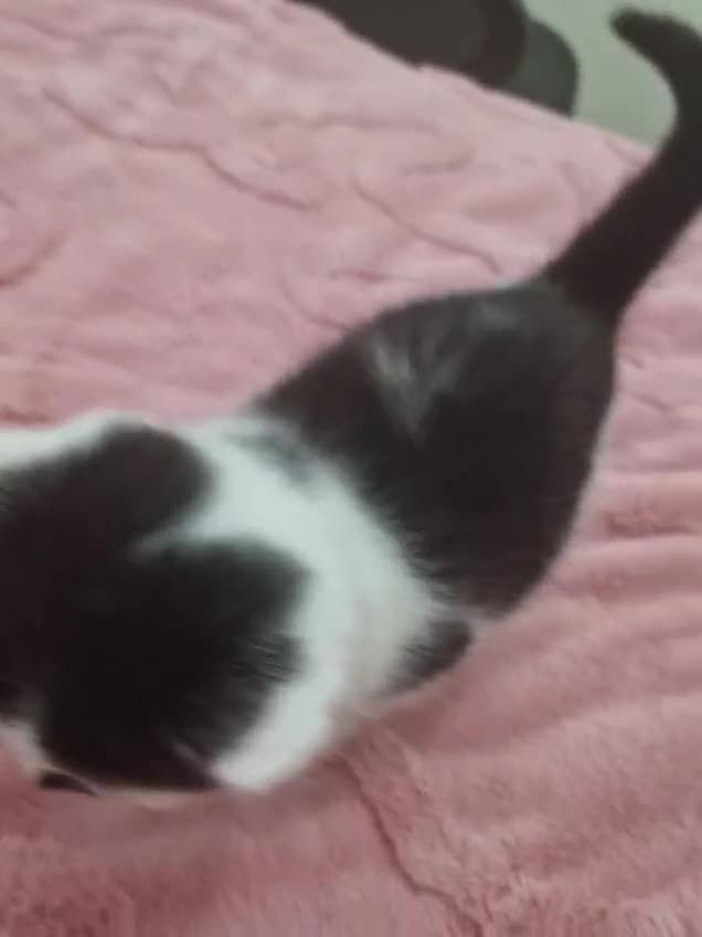 Mixed Breed cats for sale: 🐾 Adorable Kittens Looking for Loving Homes 💕 - Video 2