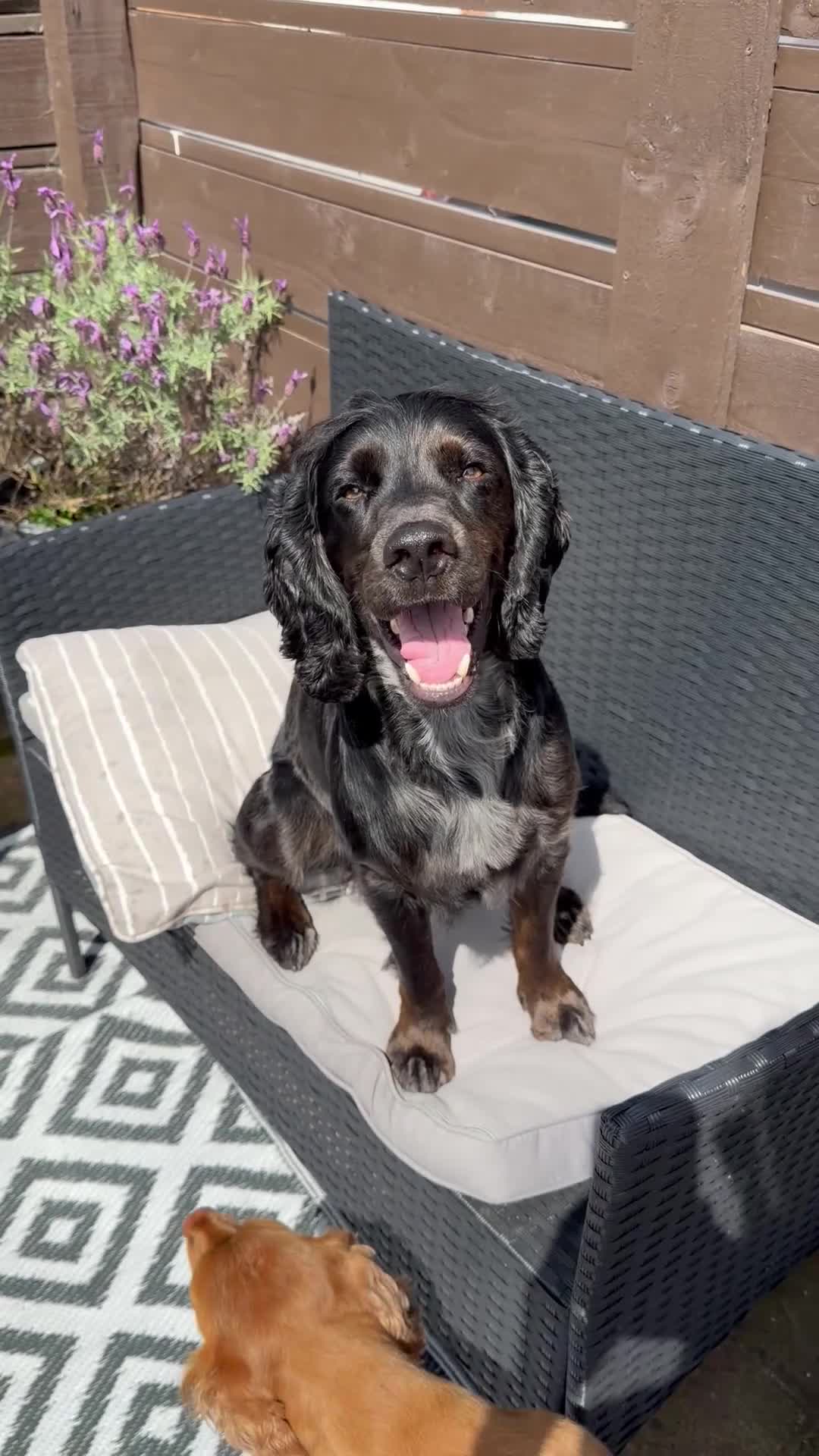 Cocker Spaniel dogs for stud: Smudge - Video 1