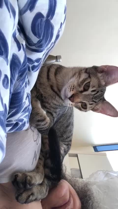 Mixed Breed cats for adoption: JAJA - HEALTHY - BALL OF FUN-INTELLIGENT-NEUTERED  - Video 4
