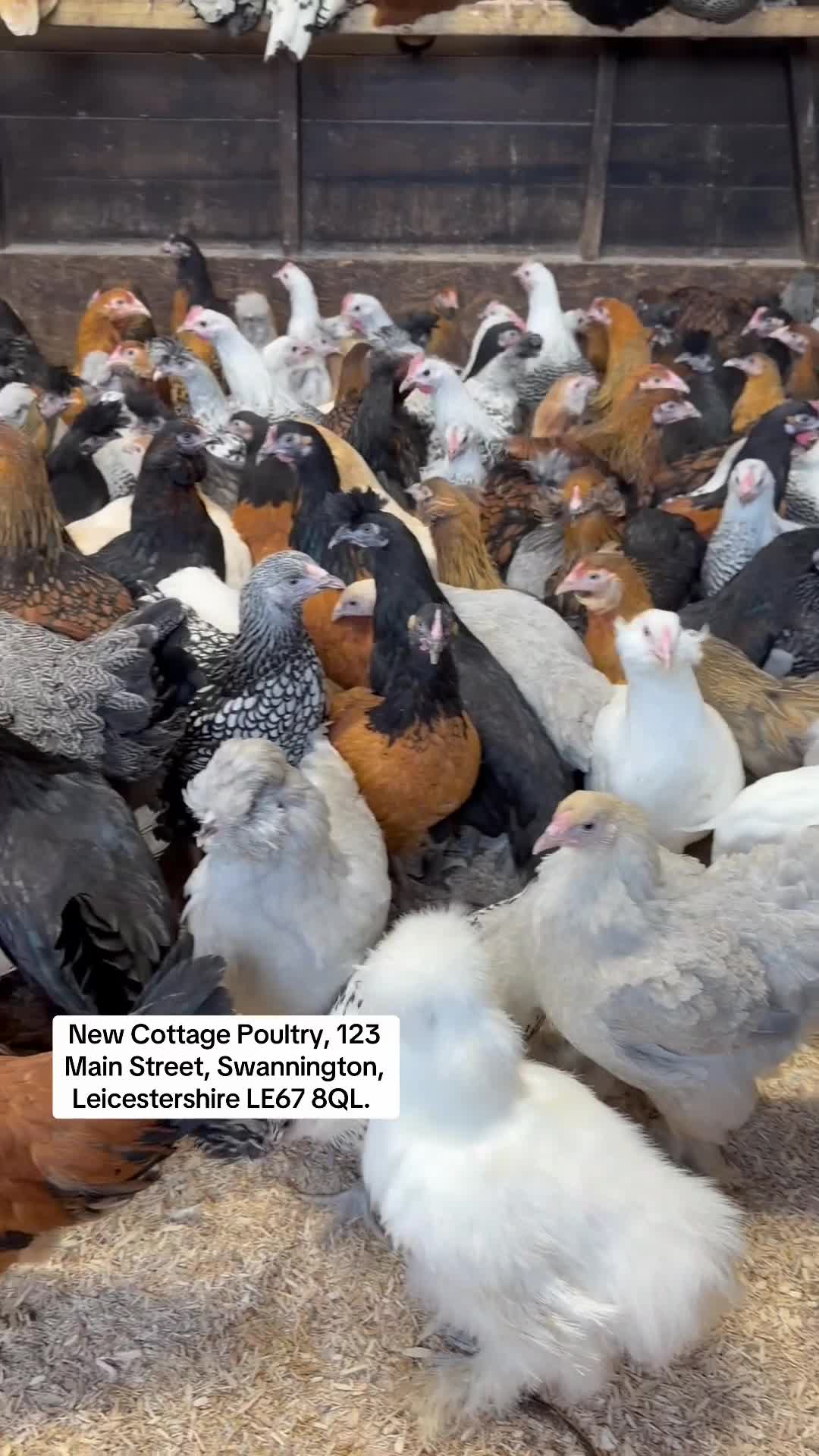 Chickens poultry for sale: Pure breed Hens & Bantams in a massive range  - Video 1