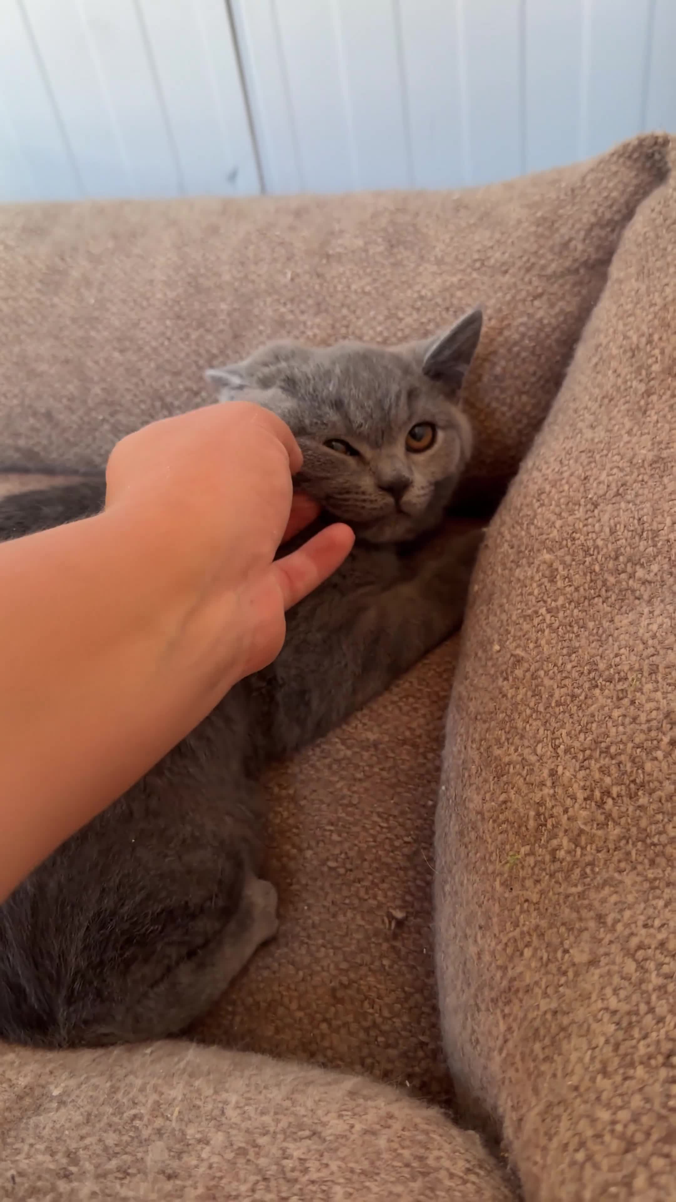 Scottish Fold cats for sale: Vaccinated and ready to go kittens ♥️ - Video 1