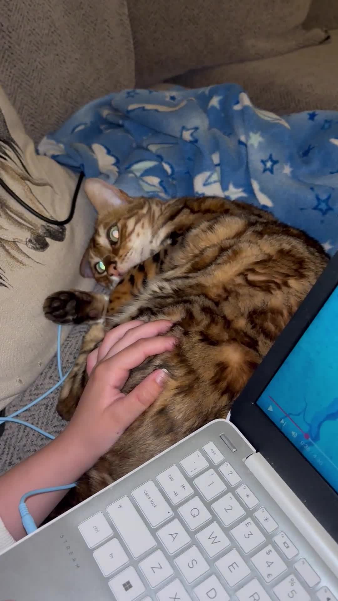 Bengal cats for sale: Friendliest bengal you will ever meet - Video 1