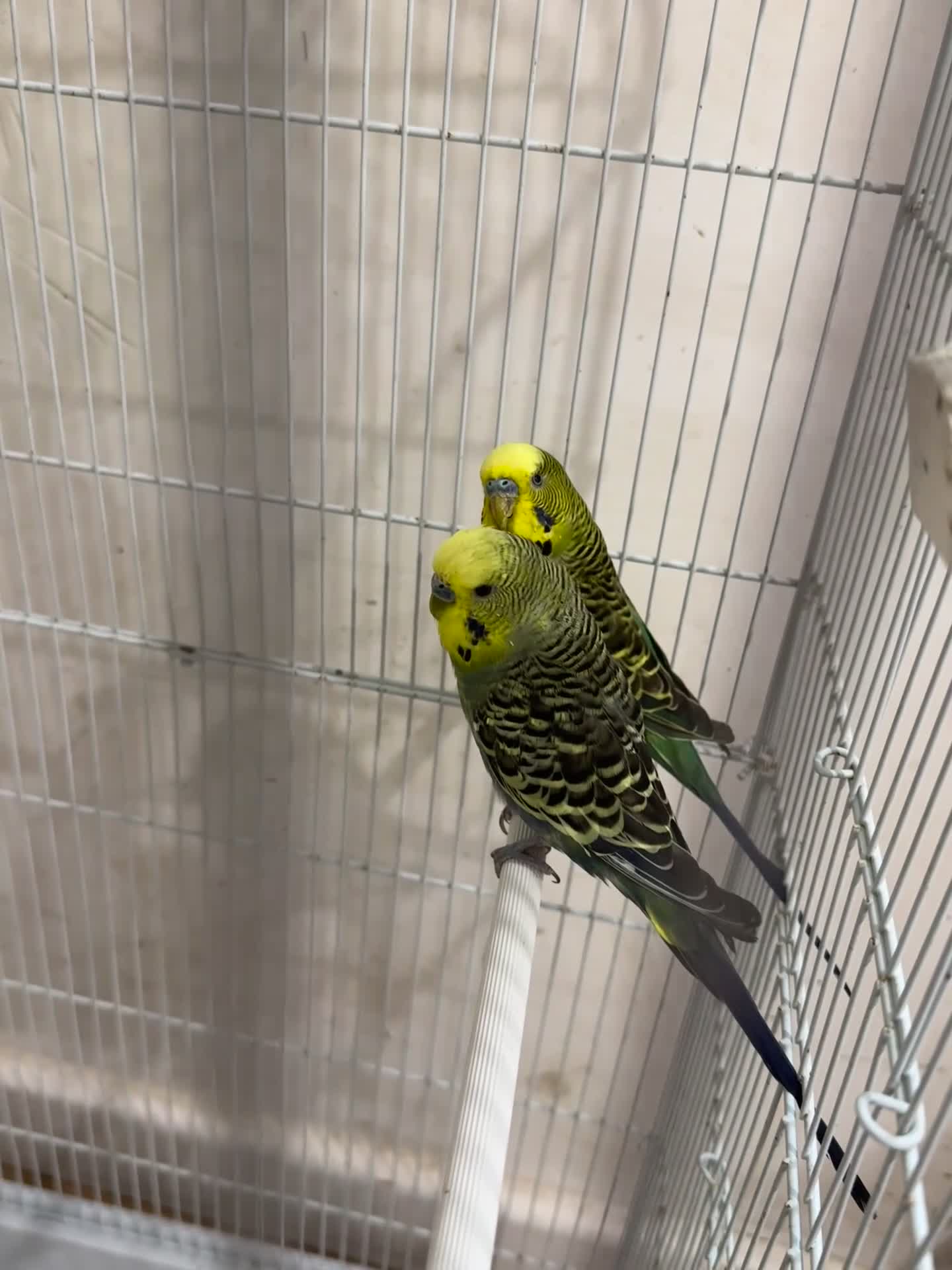 Budgerigars birds for sale: Baby Budgies for sale - Video 1