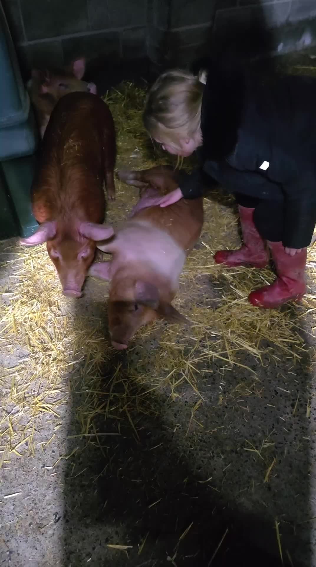 Pig livestock for sale: Tamworth x saddle back  - Video 1