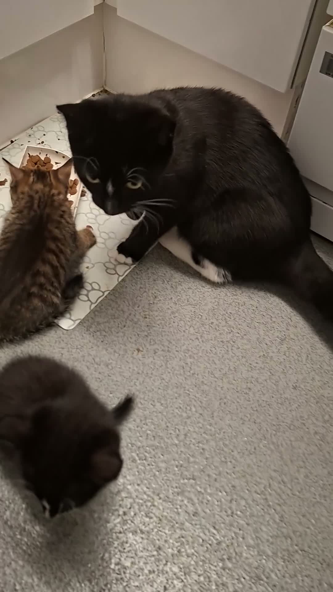 Mixed Breed cats for sale: Adorable Tabbies and Tuxedos for sale ❤️ - Video 3