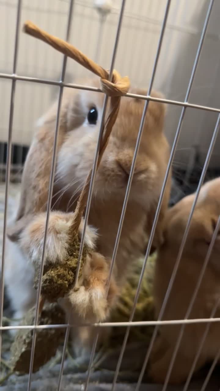 Mini Lop rabbits for sale: 2 beautiful male mini lops with full setup - Video 4