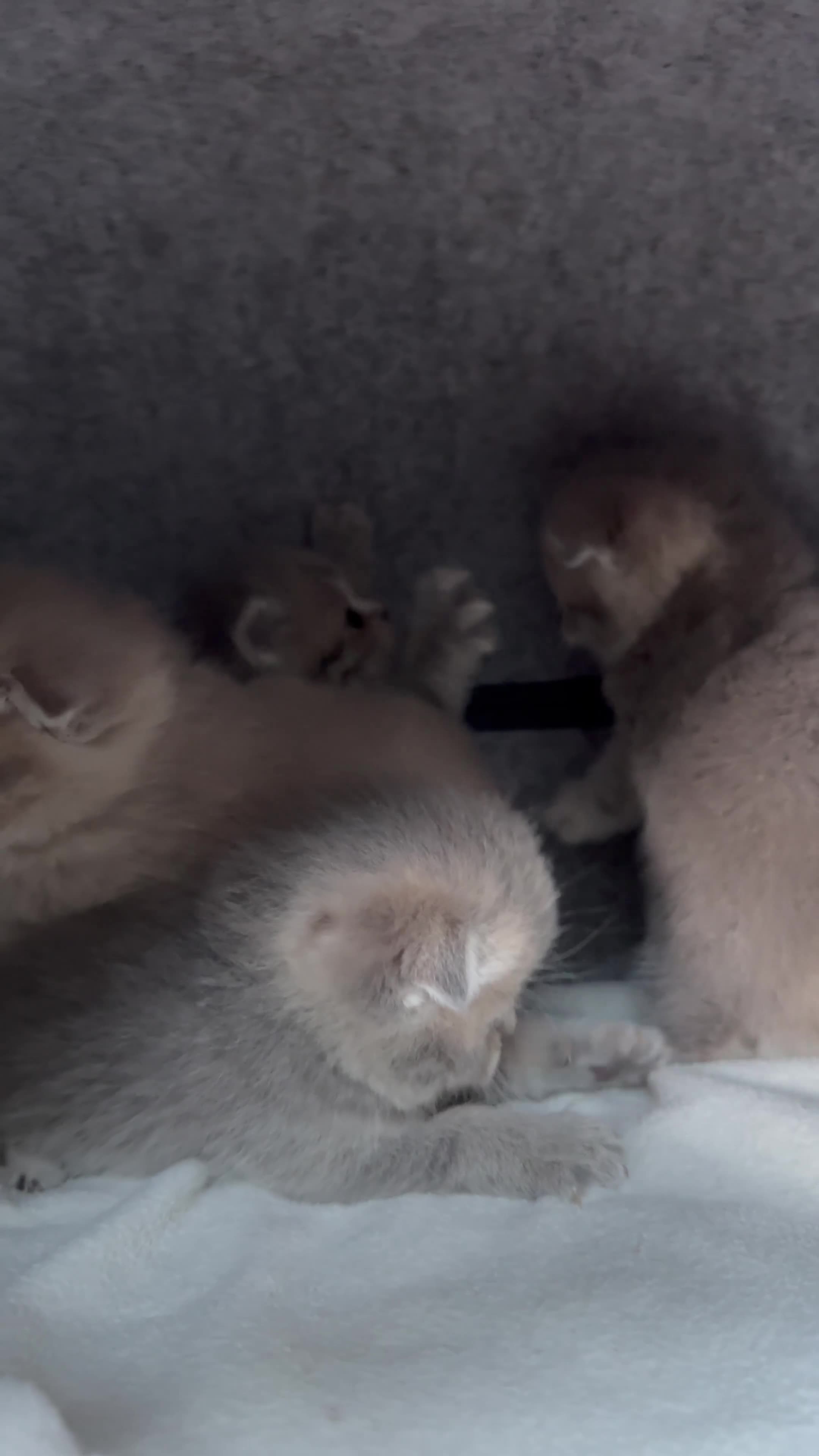 Scottish Fold cats for sale: Tica Scottish fold kittens - Video 4