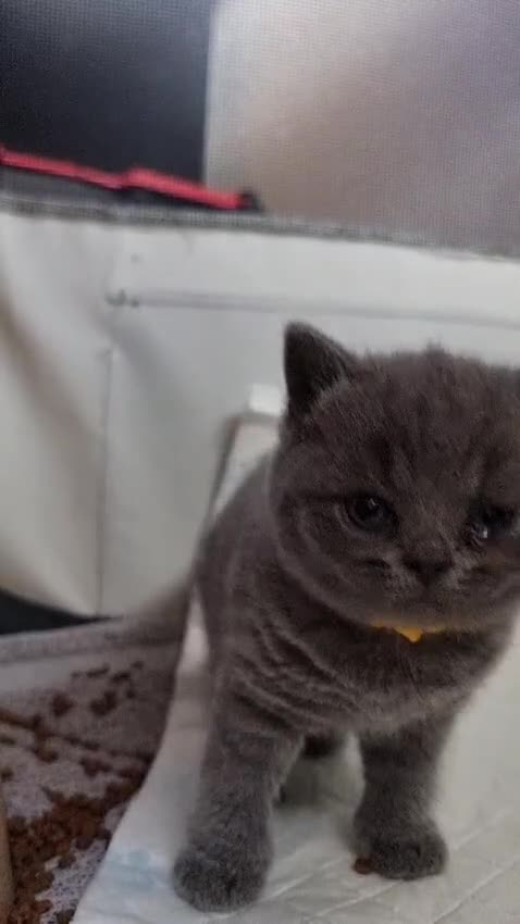 British Shorthair cats for sale: Full Paperwork BSH Kittens Ready 2 July 2026 - Video 3