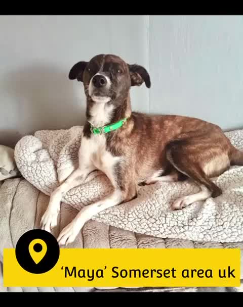 Mixed Breed dogs for adoption: Maya, 1 yr old approx, Available for adoption. - Video 2
