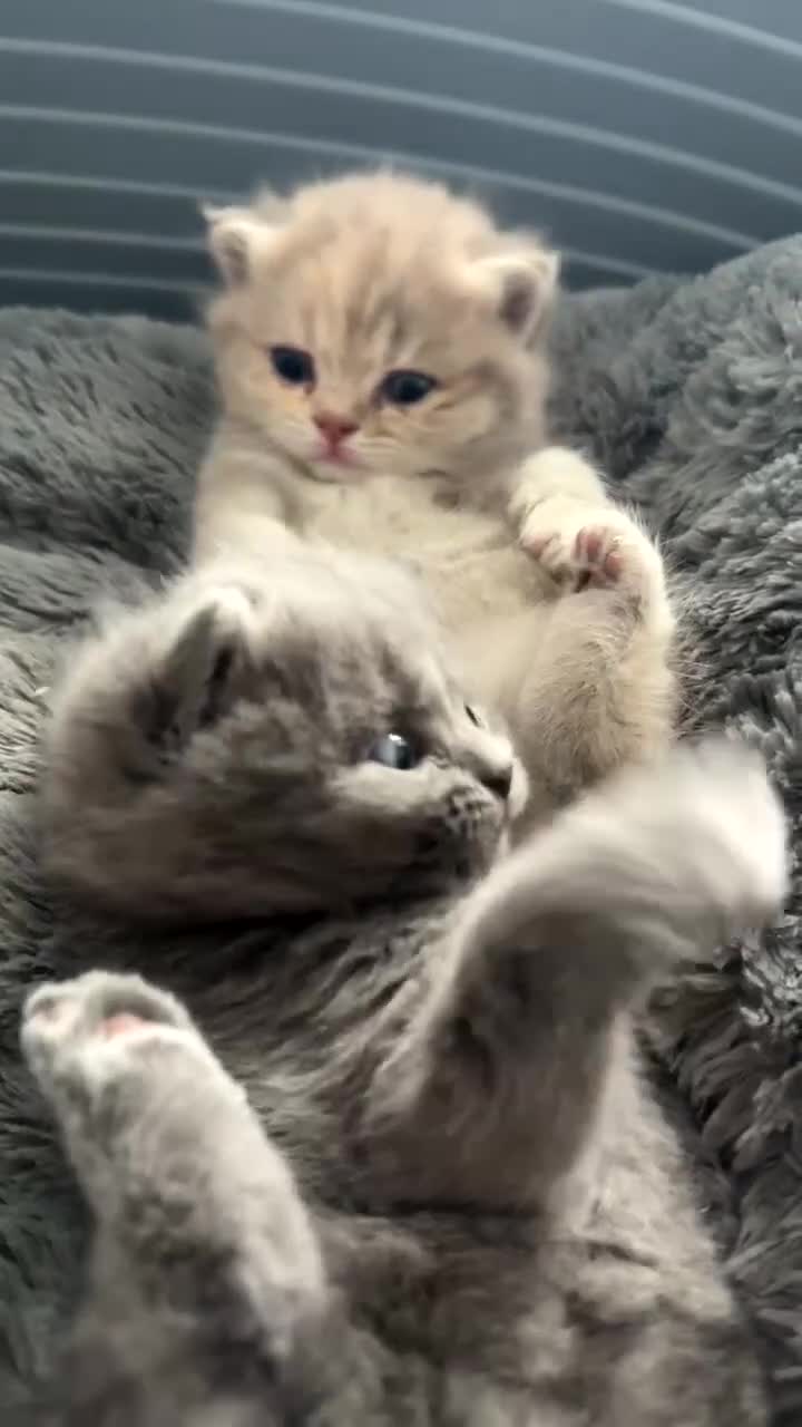 British Shorthair cats for sale: FULL BREED BSH KITTENS  - Video 5