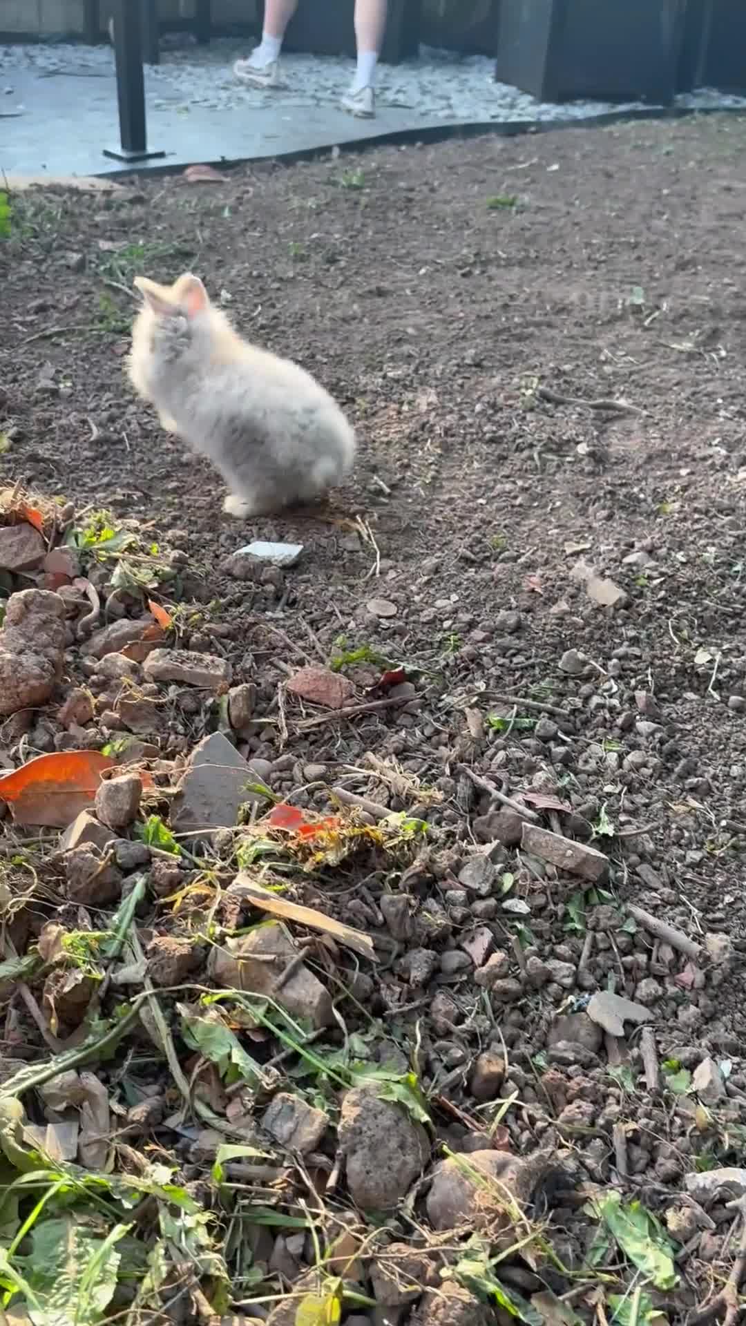 Angora rabbits for sale: One angora buck reduced  - Video 1