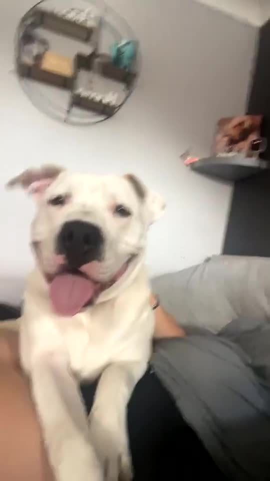 American Bulldog dogs for sale: This it Bruce he is American bulldog  - Video 2