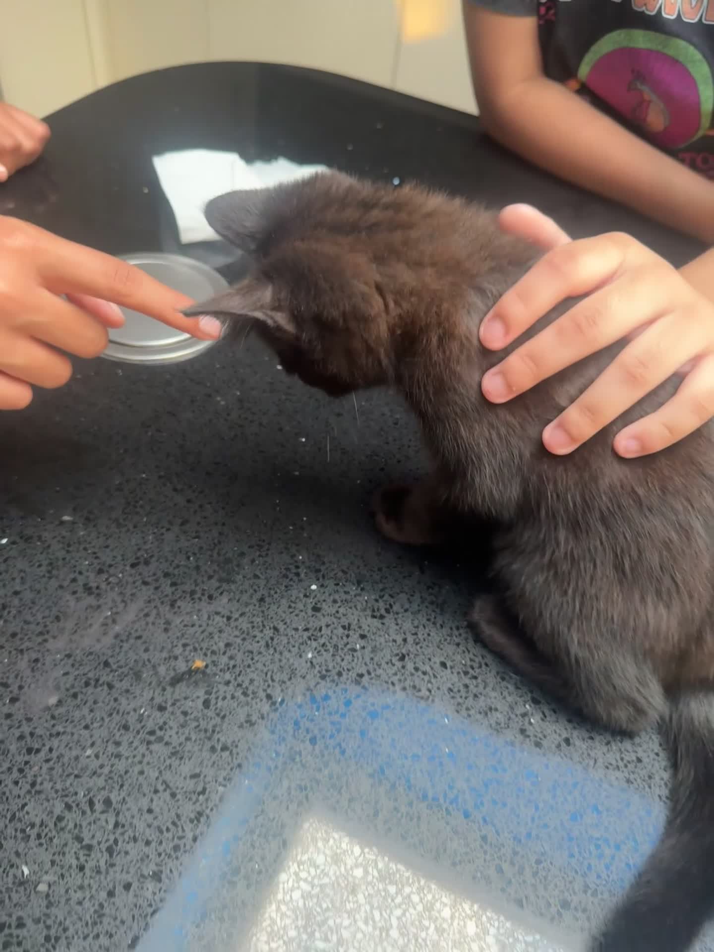 Mixed Breed cats for sale: Beautiful black kitten  - Video 1