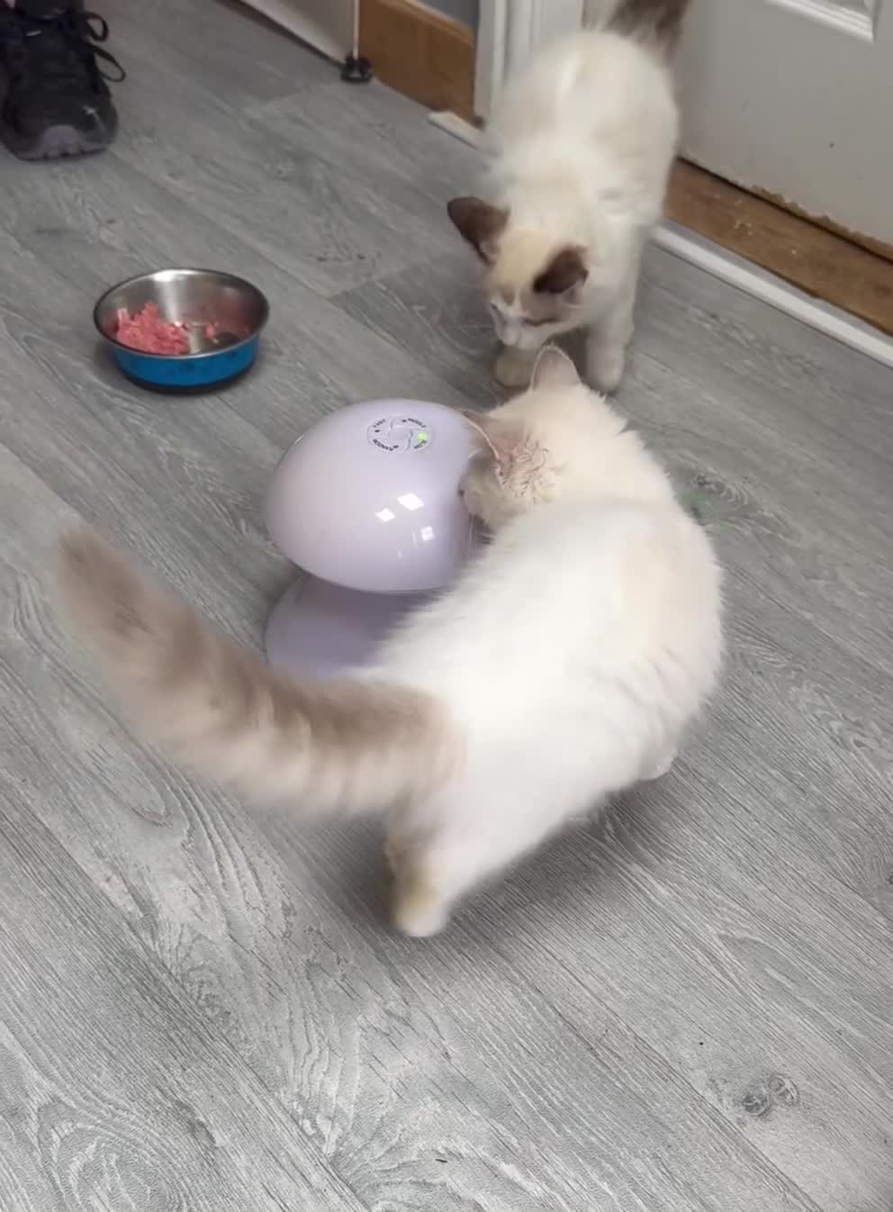 Ragdoll cats for sale: 💙🩷GCCF RAGDOLL KITTENS M&F 14WKS AWARD WINS 🥇 - Video 4
