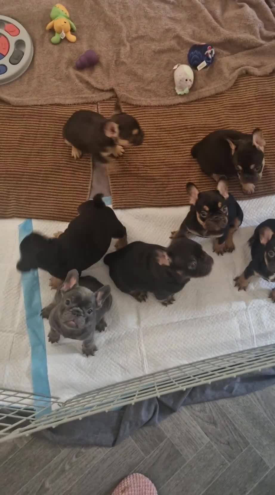 French Bulldog dogs for sale: ⭐️⭐️⭐️⭐️⭐️Coco&Nero⭐️⭐️⭐️⭐️⭐️ - Video 1