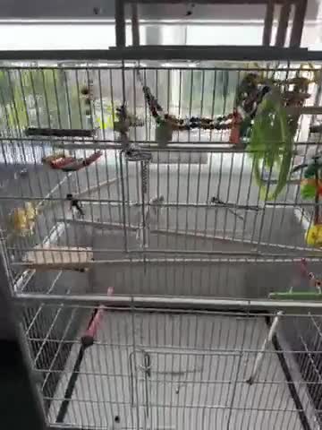 Canaries birds for sale: 2 budgies birds 1 female 1 male  - Video 1