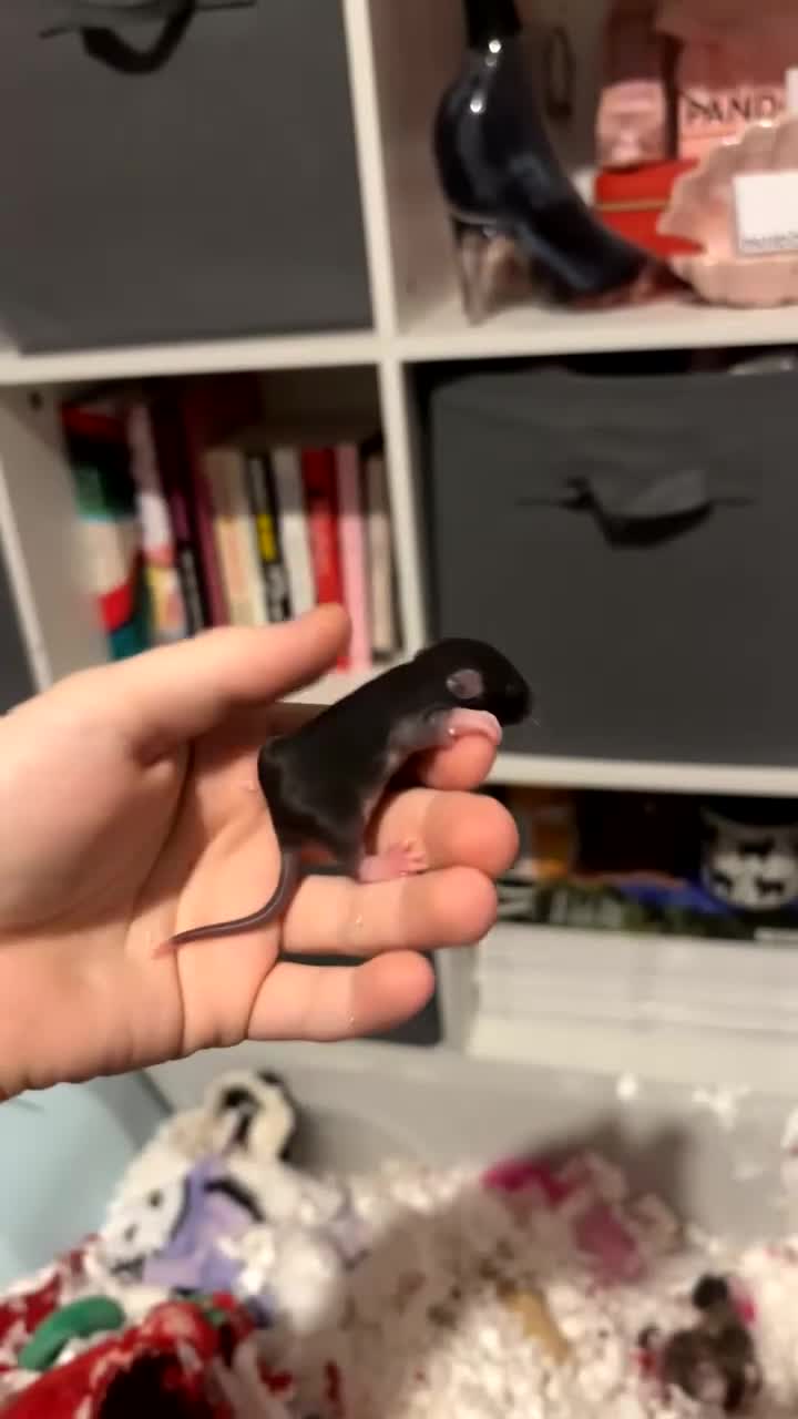 Rat rodents for sale: baby rats for sale 28th jan+  - Video 1