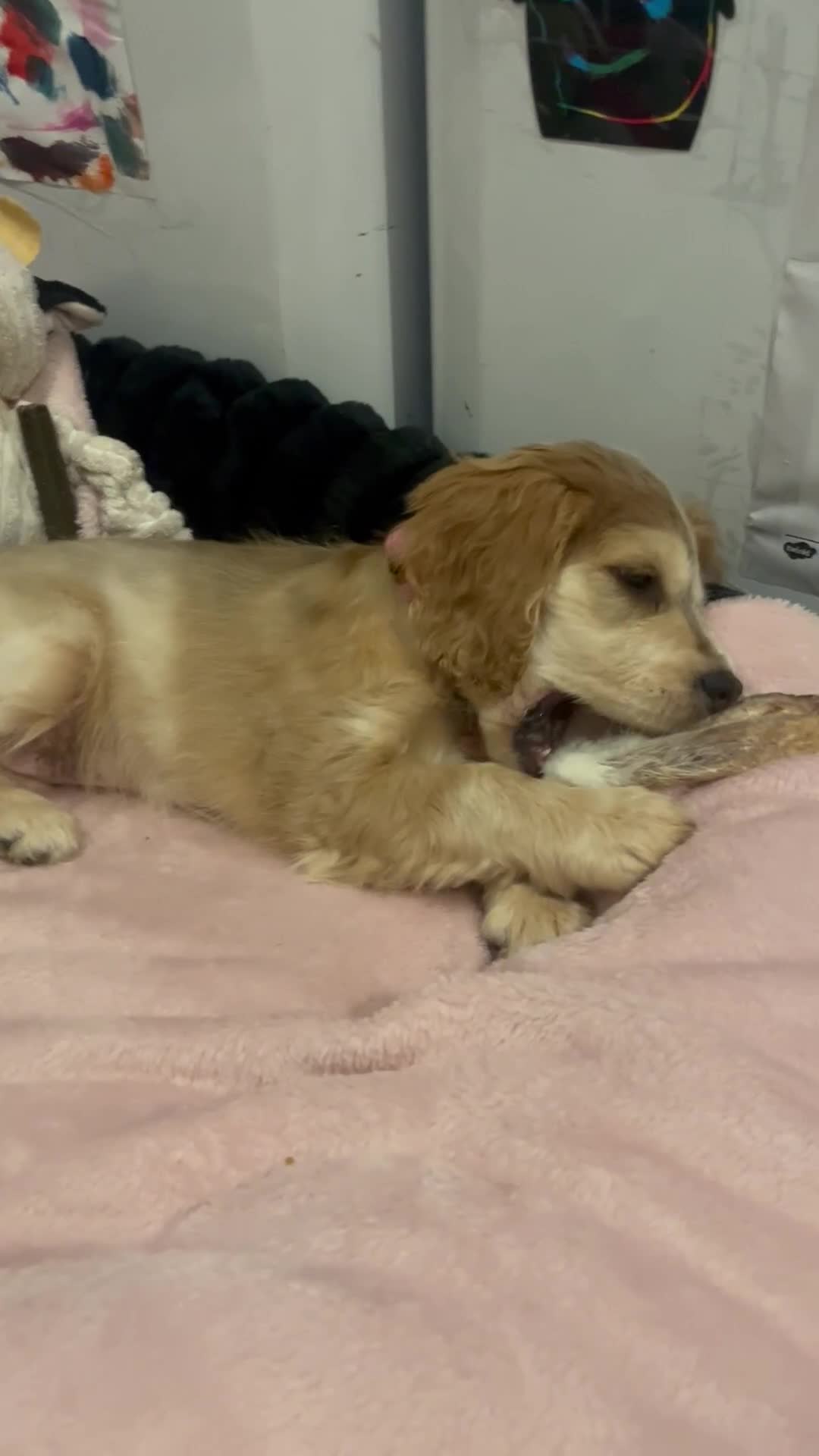 Cockapoo dogs for sale: Gorgeous girl  - Video 1