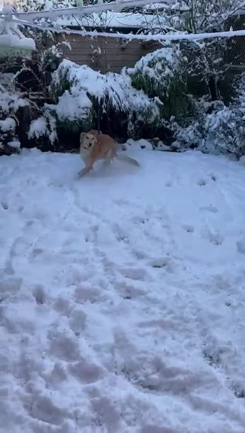 Mixed Breed dogs for sale: Saluki x Greyhound mix Duke ready for adoption - Video 2