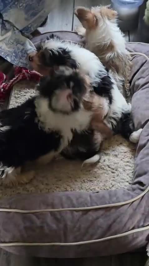 Mixed Breed dogs for sale: LHASO APSO X YORSHSIRE TERRIER PUPS  - Video 2