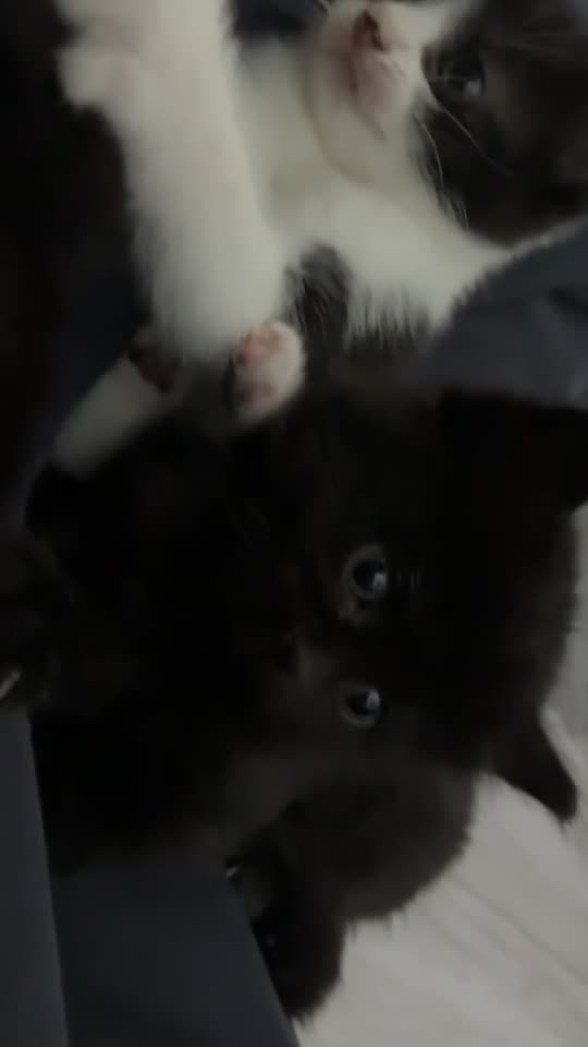 Domestic Shorthair cats for sale: Adorable Tuxedo and Black Kittens🐾 in Bedford - Video 1